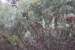 Acacia kybeanensis