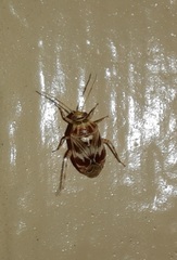 Tropidosteptes quercicola