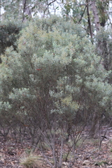 Acacia kybeanensis