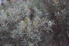 Acacia kybeanensis