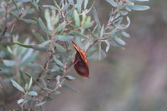 Acacia kybeanensis