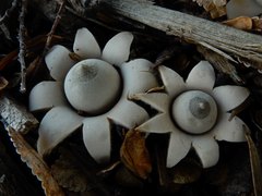 Geastrum saccatum