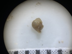 Pyrgulopsis