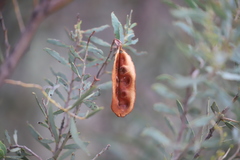 Acacia kybeanensis
