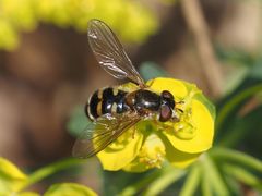 Epistrophella euchroma