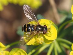 Epistrophella euchroma