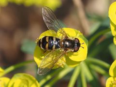 Epistrophella euchroma