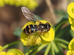 Epistrophella euchroma