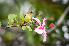 Cinnyris venustus falkensteini