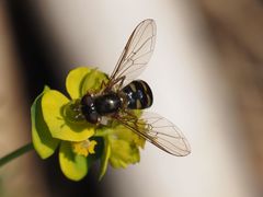 Epistrophella euchroma