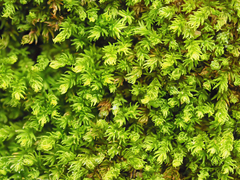 Gymnostomum aeruginosum