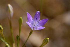 Triteleia bridgesii