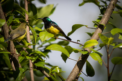 Cinnyris venustus falkensteini