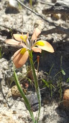 Moraea papilionacea