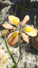Moraea papilionacea