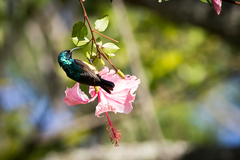 Cinnyris venustus falkensteini