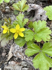 Waldsteinia
