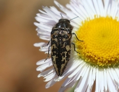 Acmaeodera cuneata