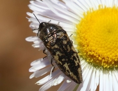 Acmaeodera cuneata
