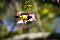 Cinnyris venustus falkensteini