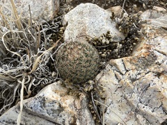 Escobaria tuberculosa varicolor