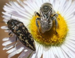 Acmaeodera cuneata