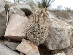 Echinomastus warnockii