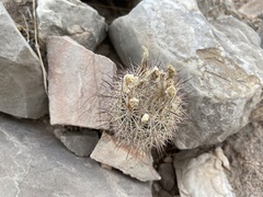 Echinomastus warnockii