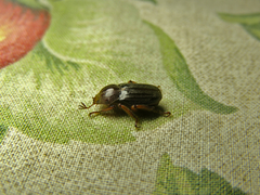 Faula centralis