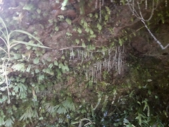 Arachnocampa luminosa