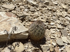 Echinomastus warnockii