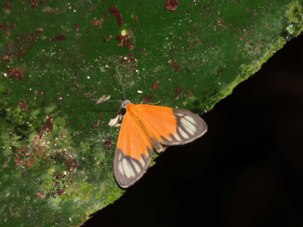 Eudule amica