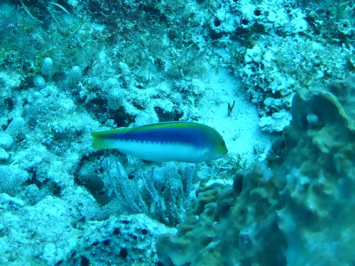 Halichoeres cyanocephalus
