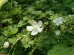 Anemonastrum flaccidum