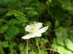 Anemonastrum flaccidum