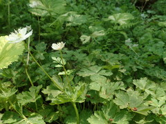 Anemonastrum flaccidum