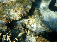 Parapercis australis