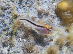 Parablennius laticlavius