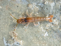 Betaeopsis aequimanus