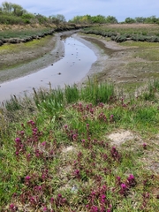 Castilleja ambigua humboldtiensis