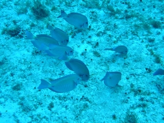 Acanthurus chirurgus