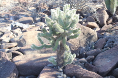 Cylindropuntia bigelovii ciribe