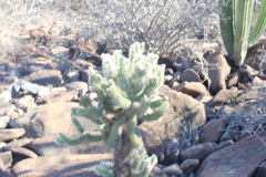 Cylindropuntia bigelovii ciribe