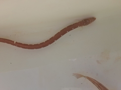 Ophichthus puncticeps