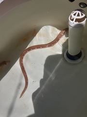 Ophichthus puncticeps