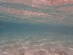 Trachinotus