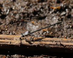 Austroargiolestes calcaris