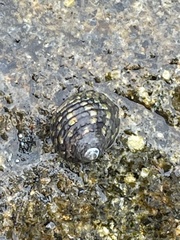 Monodonta labio