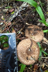 Agaricus
