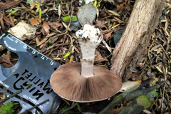 Agaricus